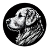 Golden Retriever Head Black White