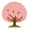 Cherry blossom