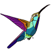 Kolibri farbig