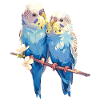 Budgie pair