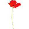 Mohnblume