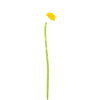 Calendula