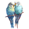 Budgie pair