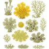 Lichen lichen moss - lichen - Nature