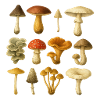 Champignons - Champignons - Champignons