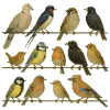 Bird Watcher Bird Lover