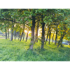 Forêt