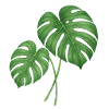 Monstera Leaves – Urban Jungle