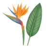 Strelitzia – exotic blossoms