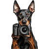 Dobermann