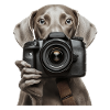 Weimaraner