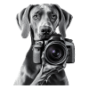 Deutsche Dogge
