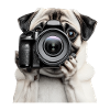 Mops