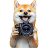 Shiba Inu