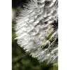 Dandelion Dandelion Closeup Nature Photography