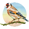 Bunter Vogel