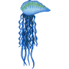 Bluebottle Jellyfish South Africa