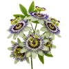 Passiflore