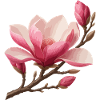 Magnolia