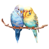 Budgie pair