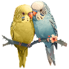 Budgies