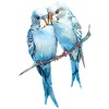 Budgies