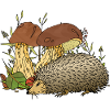 Hedgehog