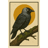 Chew Crow Jackdaw