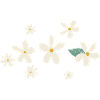 Flowers Daisies Gift Idea