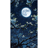 moon night