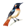 Illustration d’oiseau à l’aquarelle