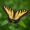 Eastern Tiger swallowtail