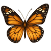 Monarch butterflies – delicate & majestic