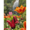 Tulpen bunt