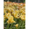 Tulipe Jaune mer