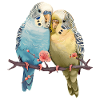Budgies