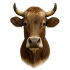 La plus belle vache