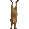 Wasserschwein