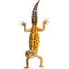 Gecko