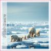 Eisbär