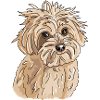Havanese