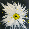 Edelweiss-black-white design