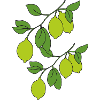 Lime sprigs