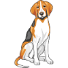 Sitting foxhound