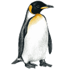 cute penguin