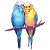 Budgies