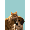 Friendship cat and dog