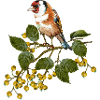 Bunter Vogel