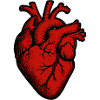 Heart Organ