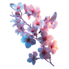 Kirschblüten